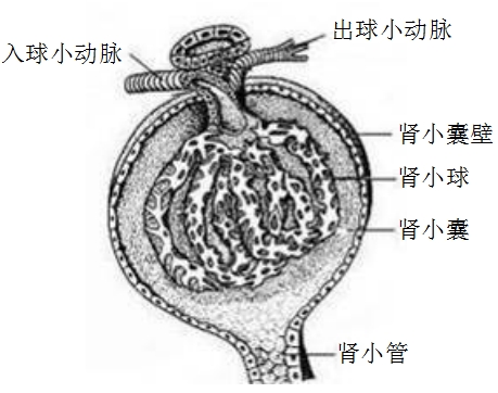 肾小体结构图