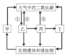 生物圈碳循环示意图