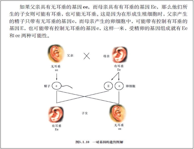 遗传是有规律的